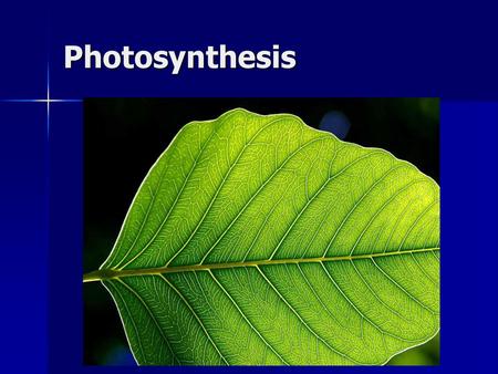 Photosynthesis.