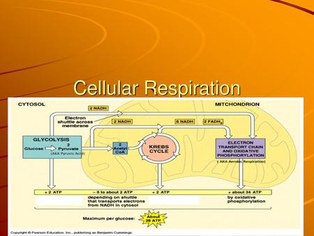 Cellular Respiration.