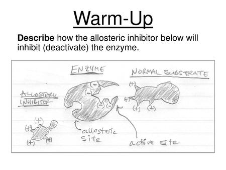 Warm-Up Describe how the allosteric inhibitor below will inhibit (deactivate) the enzyme.