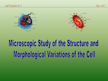 Microscopic Study of the Structure and