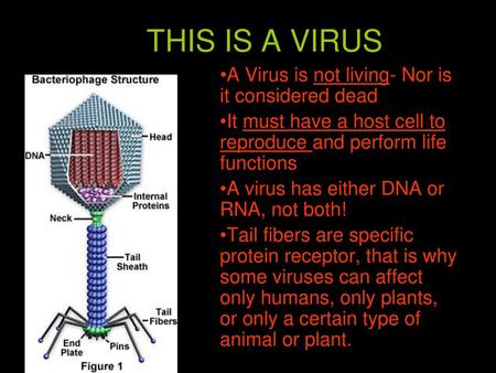 THIS IS A VIRUS A Virus is not living- Nor is it considered dead