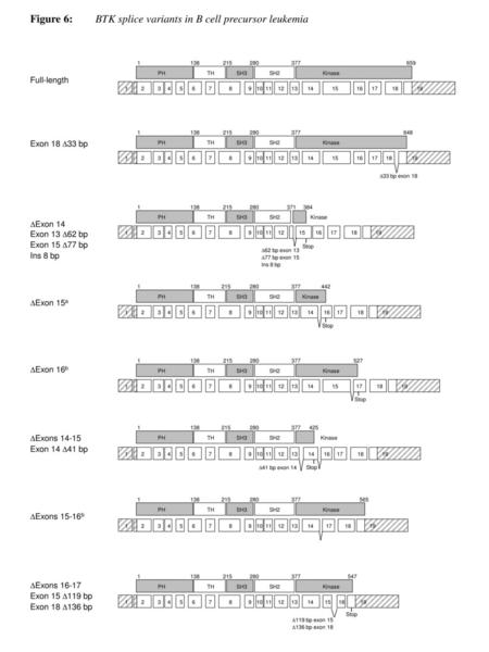 Figure 6: BTK splice variants in B cell precursor leukemia