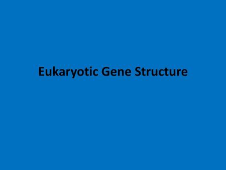 Eukaryotic Gene Structure