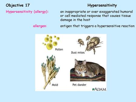 Objective 17 Hypersensitivity