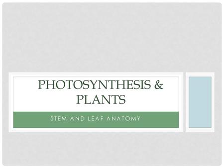 Photosynthesis & Plants