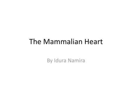 The Mammalian Heart By Idura Namira.