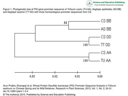 Figure 1. Phylogenetic tree of PDI gene promoter sequence of Triticum urartu (TU AA), Aegilops speltoides (AS BB) and Aegilops taushcii (TT DD) with three.