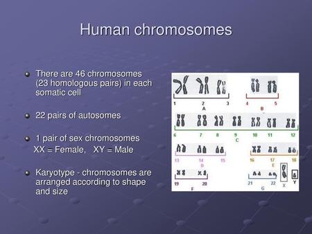 Human chromosomes There are 46 chromosomes (23 homologous pairs) in each somatic cell 22 pairs of autosomes 1 pair of sex chromosomes XX = Female,