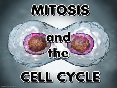 TOPICS COVERED The Cell Cycle Mitosis – A Detailed Look.