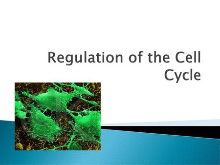 Regulation of the Cell Cycle