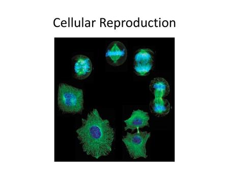 Cellular Reproduction