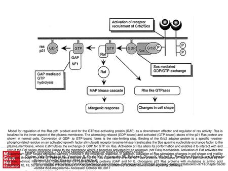 Model for regulation of the Ras p21 product and for the GTPase-activating protein (GAP) as a downstream effector and regulator of ras activity. Ras is.