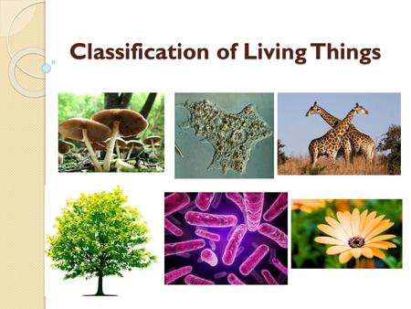 Classification of Living Things