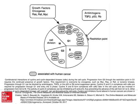 Combinatorial interactions of cyclins and cyclin-dependent kinases (cdks) during the cell cycle. Progression from G0 through the restriction point in G1.