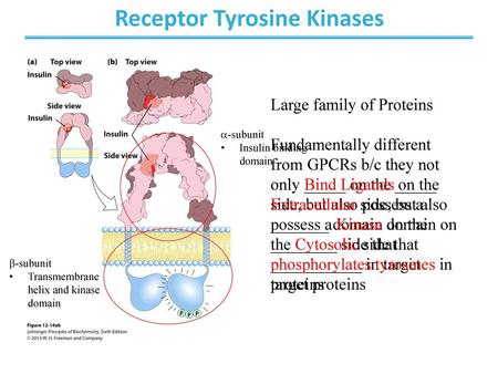 Receptor Tyrosine Kinases