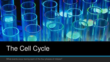 What events occur during each of the four phases of mitosis?