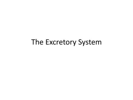 The Excretory System.