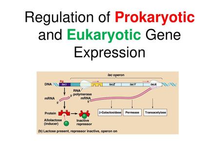 Regulation of Prokaryotic and Eukaryotic Gene Expression