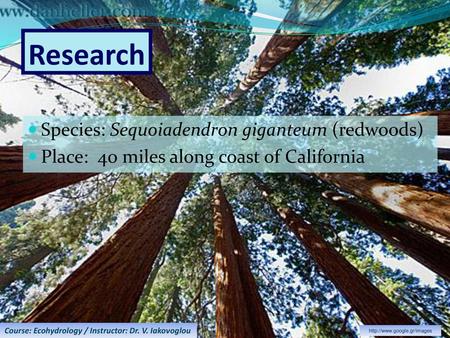 Research Species: Sequoiadendron giganteum (redwoods)