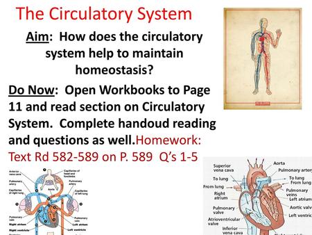 The Circulatory System