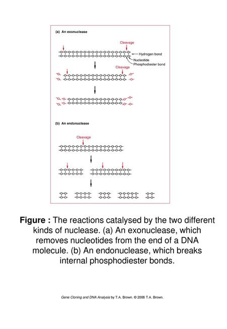 Figure : The reactions catalysed by the two different kinds of nuclease. (a) An exonuclease, which removes nucleotides from the end of a DNA molecule.