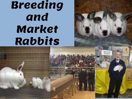 Breeding and Market Rabbits