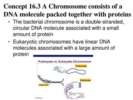 Concept 16.3 A Chromosome consists of a DNA molecule packed together with proteins The bacterial chromosome is a double-stranded, circular DNA molecule.