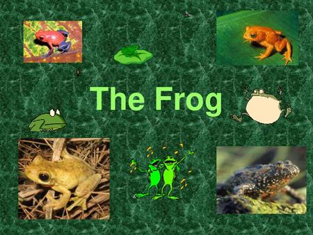 The Frog.