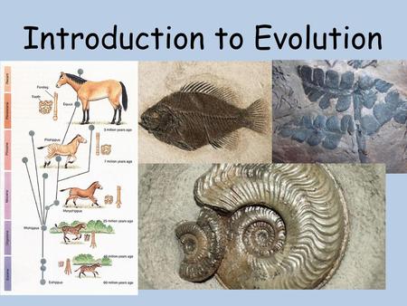 Introduction to Evolution