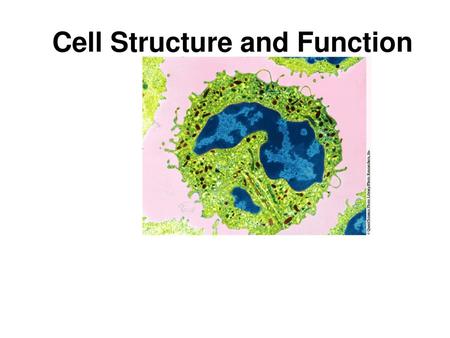 Cell Structure and Function