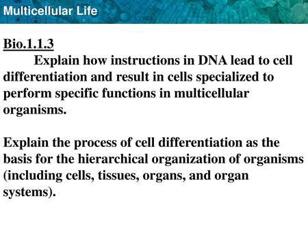 Bio.1.1.3 Explain how instructions in DNA lead to cell differentiation and result in cells specialized to perform specific functions in multicellular organisms.