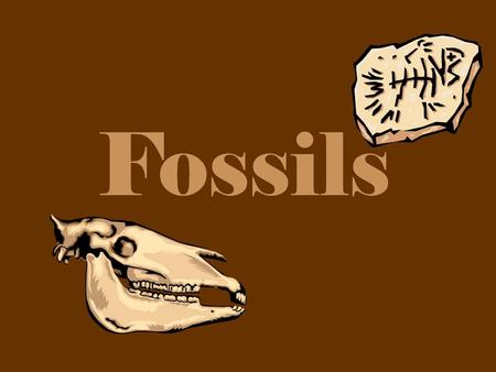 Fossils.