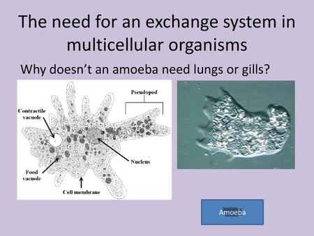 The need for an exchange system in multicellular organisms