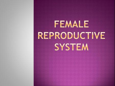 Female Reproductive System