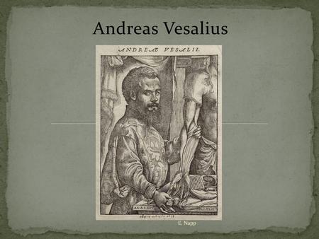 Andreas Vesalius E. Napp.