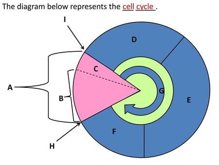 The diagram below represents the 	 	.