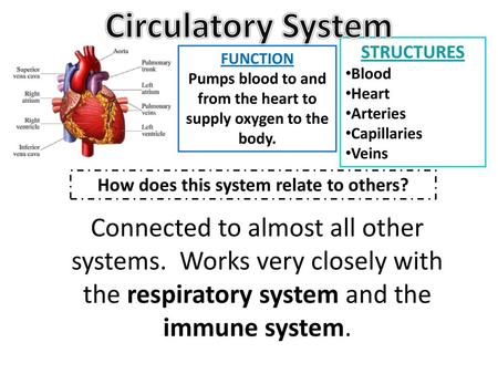 Circulatory System STRUCTURES Blood Heart Arteries Capillaries Veins