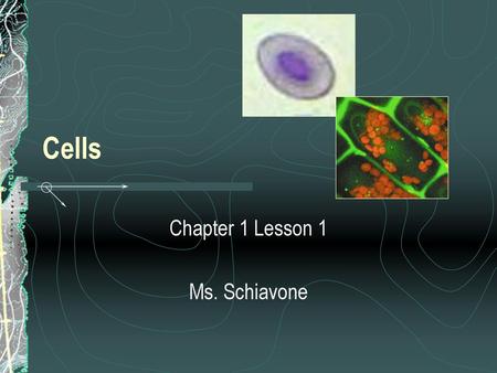 Chapter 1 Lesson 1 Ms. Schiavone