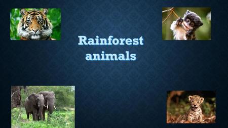 Rainforest animals.