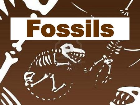 Fossils.