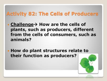 Activity 82: The Cells of Producers