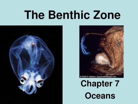 The Benthic Zone Chapter 7 Oceans.