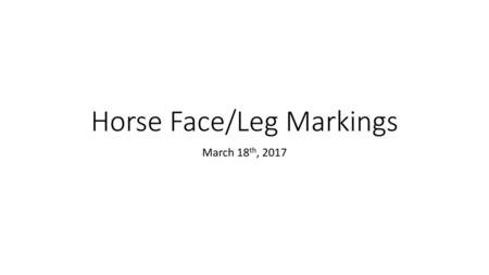 Horse Face/Leg Markings