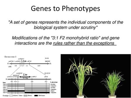 Genes to Phenotypes A set of genes represents the individual components of the biological system under scrutiny Modifications of the 3:1 F2 monohybrid.