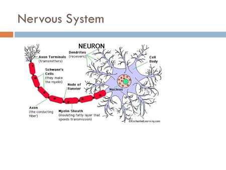 Nervous System.