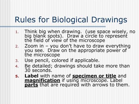 Rules for Biological Drawings