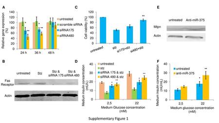 Supplementary Figure 1 A C E B D F ** untreated Anti-miR-375 * * Mtpn