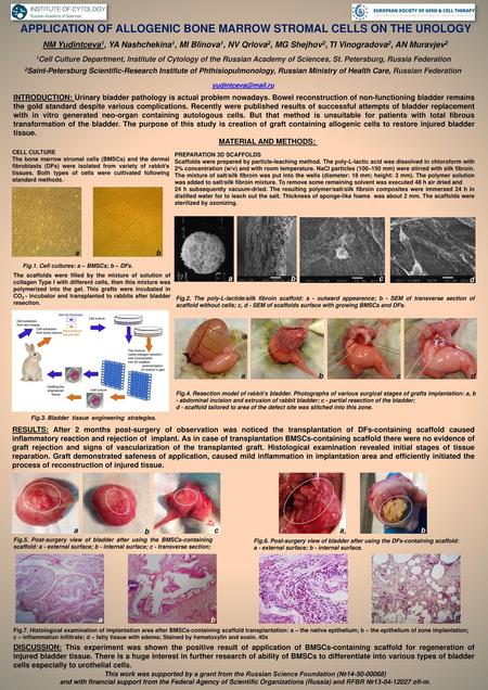 APPLICATION OF ALLOGENIC BONE MARROW STROMAL CELLS ON THE UROLOGY .