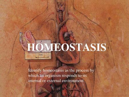 HOMEOSTASIS Identify homeostasis as the process by which an organism responds to its internal or external environment.