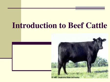 Introduction to Beef Cattle